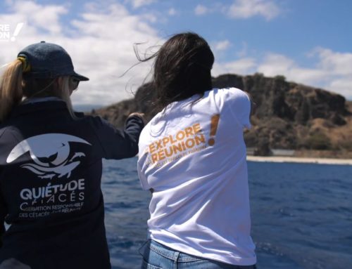 Observer respectueusement la faune marine réunionnaise