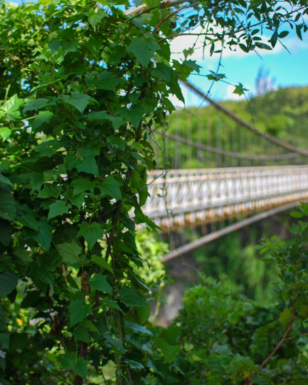 Pont suspendu de la Rivière de l'Est dans la végétation